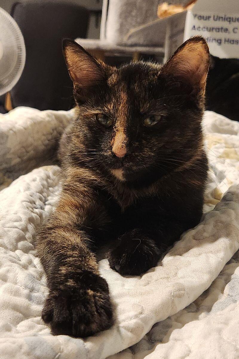 Wasabi, a Adoptable Domestic Short Hair in Grand Rapids, MI image 3/6