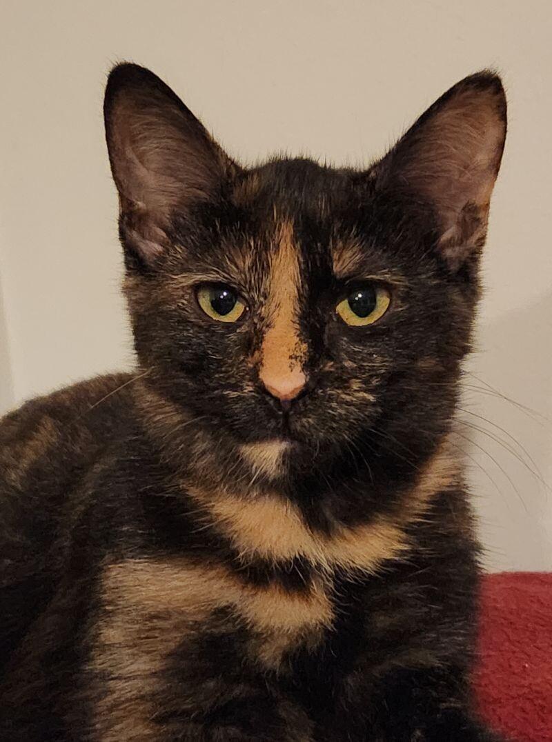 Wasabi, a Adoptable Domestic Short Hair in Grand Rapids, MI image 4/6