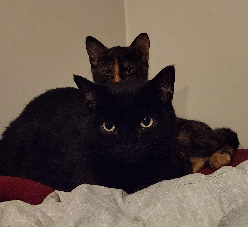 Wasabi, a Adoptable Domestic Short Hair in Grand Rapids, MI image 5/6