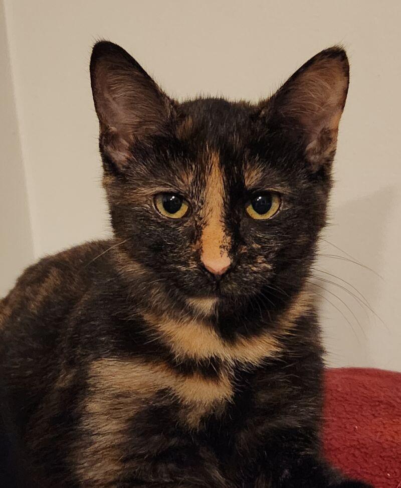 Wasabi, a Adoptable Domestic Short Hair in Grand Rapids, MI image 6/6