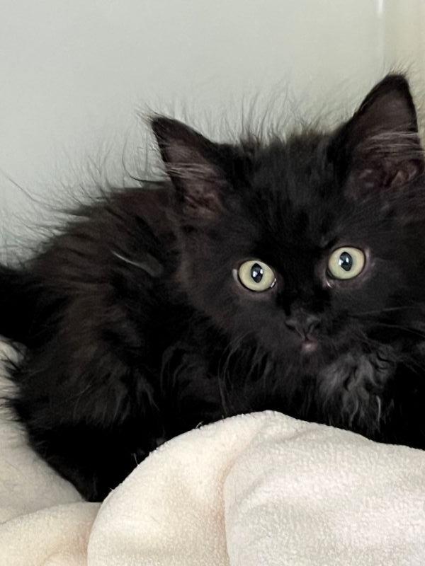 Helene, Adopted, Kitten Female Domestic Long Hair.