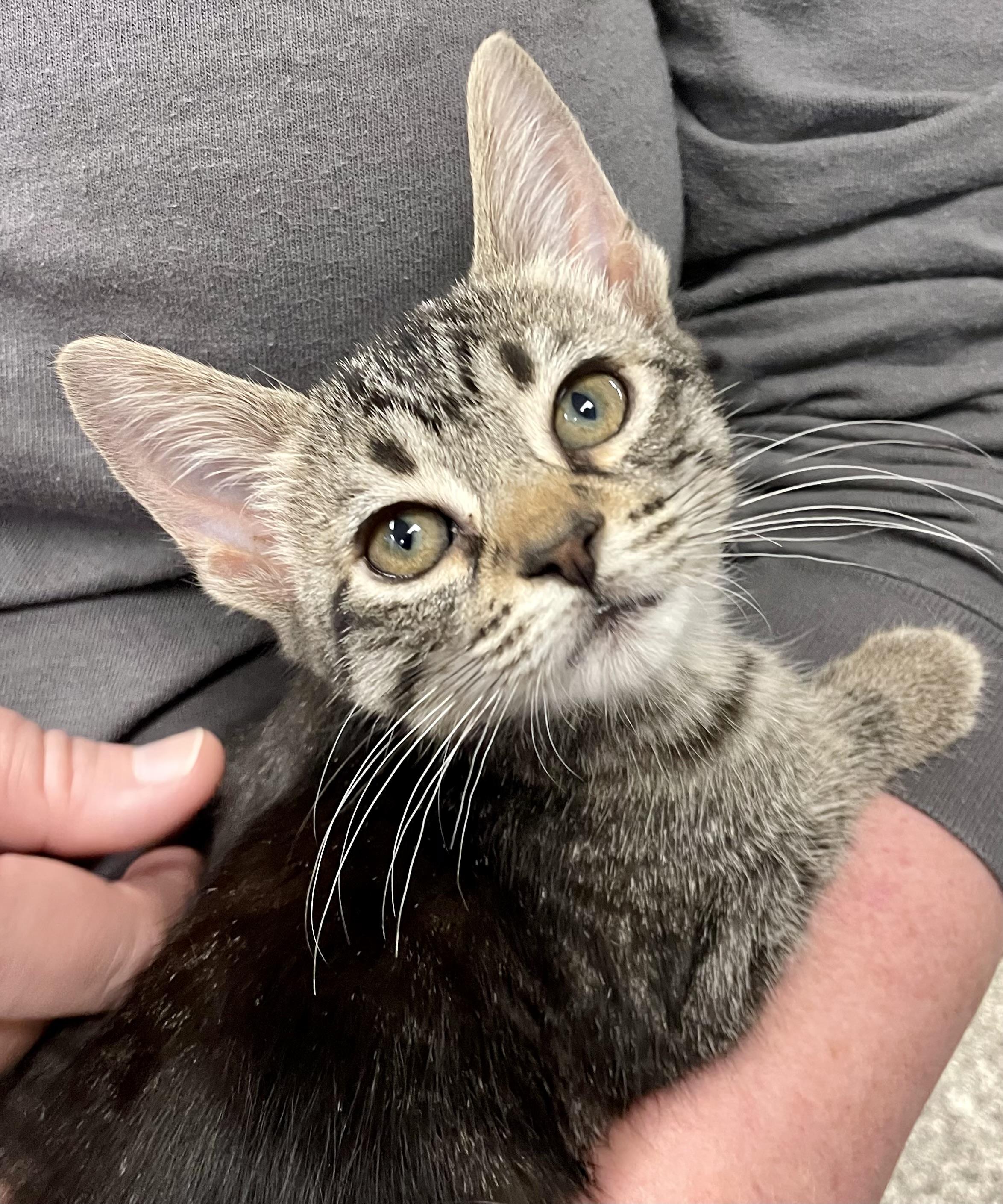 Enlarge Dumpling , a ADOPTABLE Domestic Short Hair in Fernandina Beach, FL image 3/3