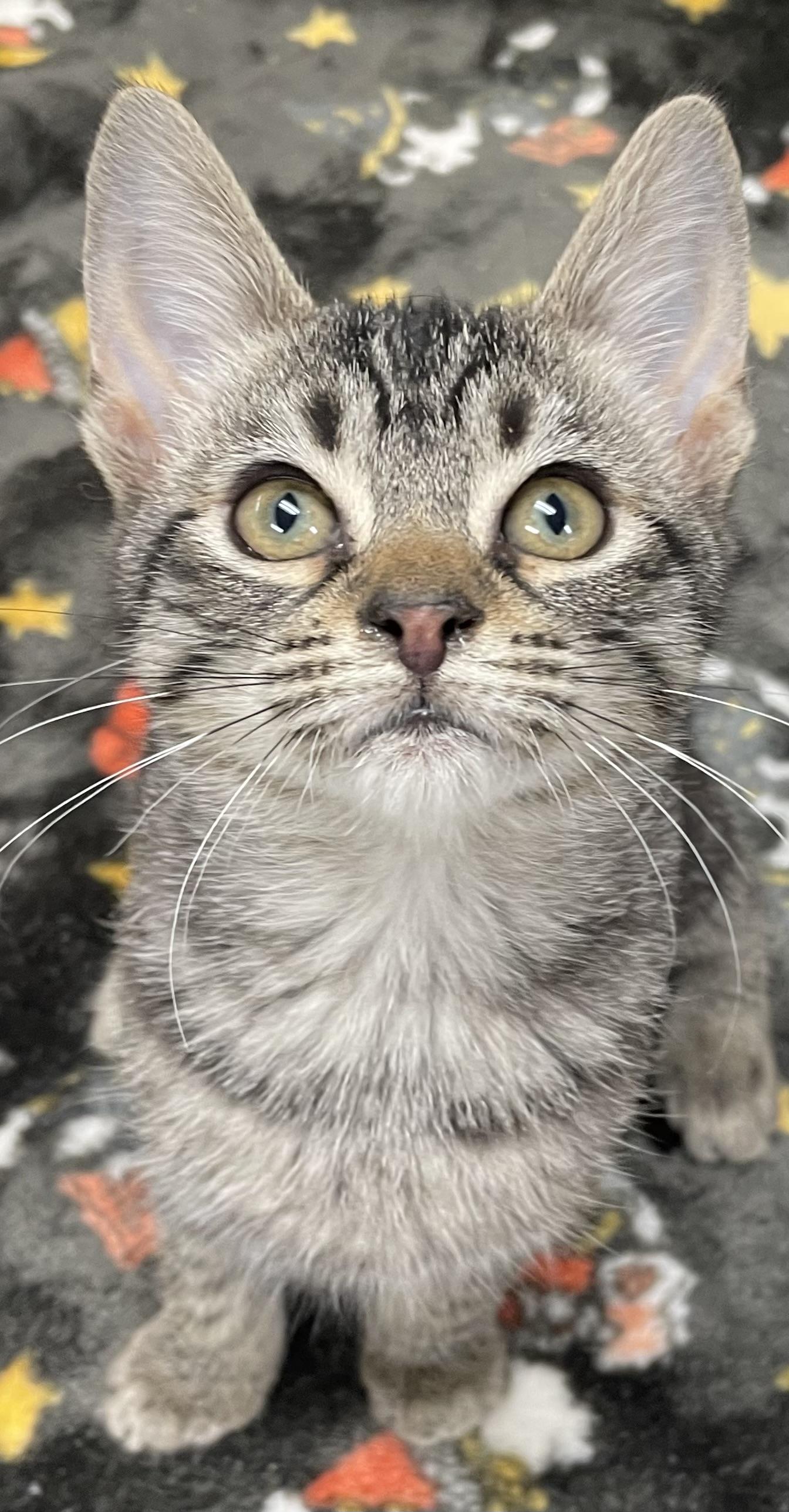 Dumpling , an adopted Domestic Short Hair in Fernandina Beach, FL image 5/5