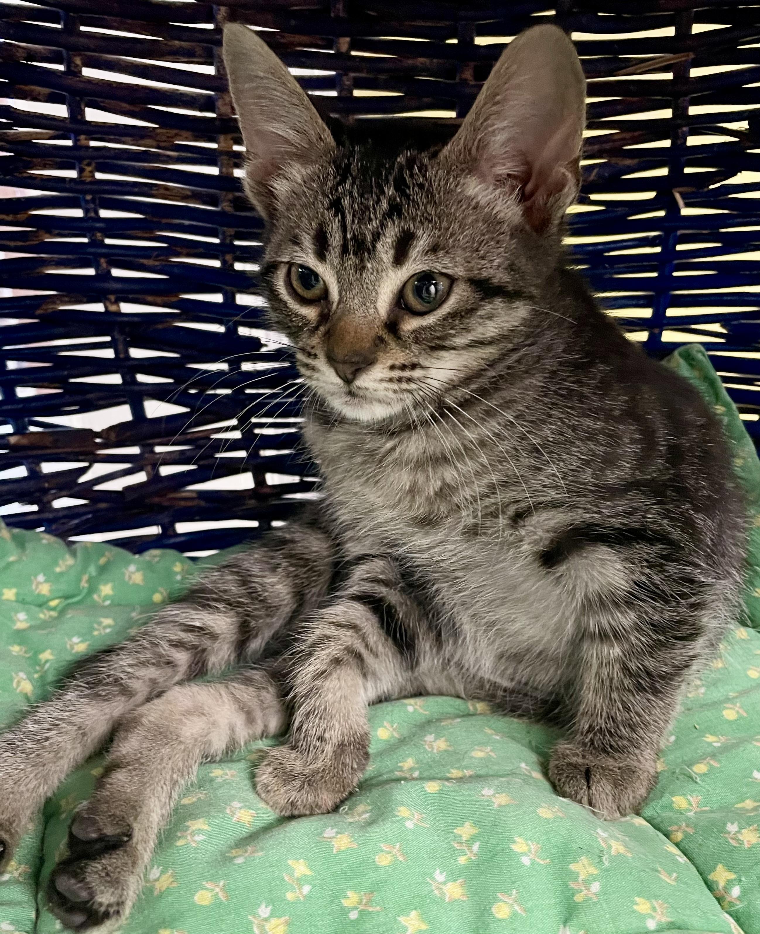 Enlarge Dumpling , a ADOPTABLE Domestic Short Hair in Fernandina Beach, FL image 2/3