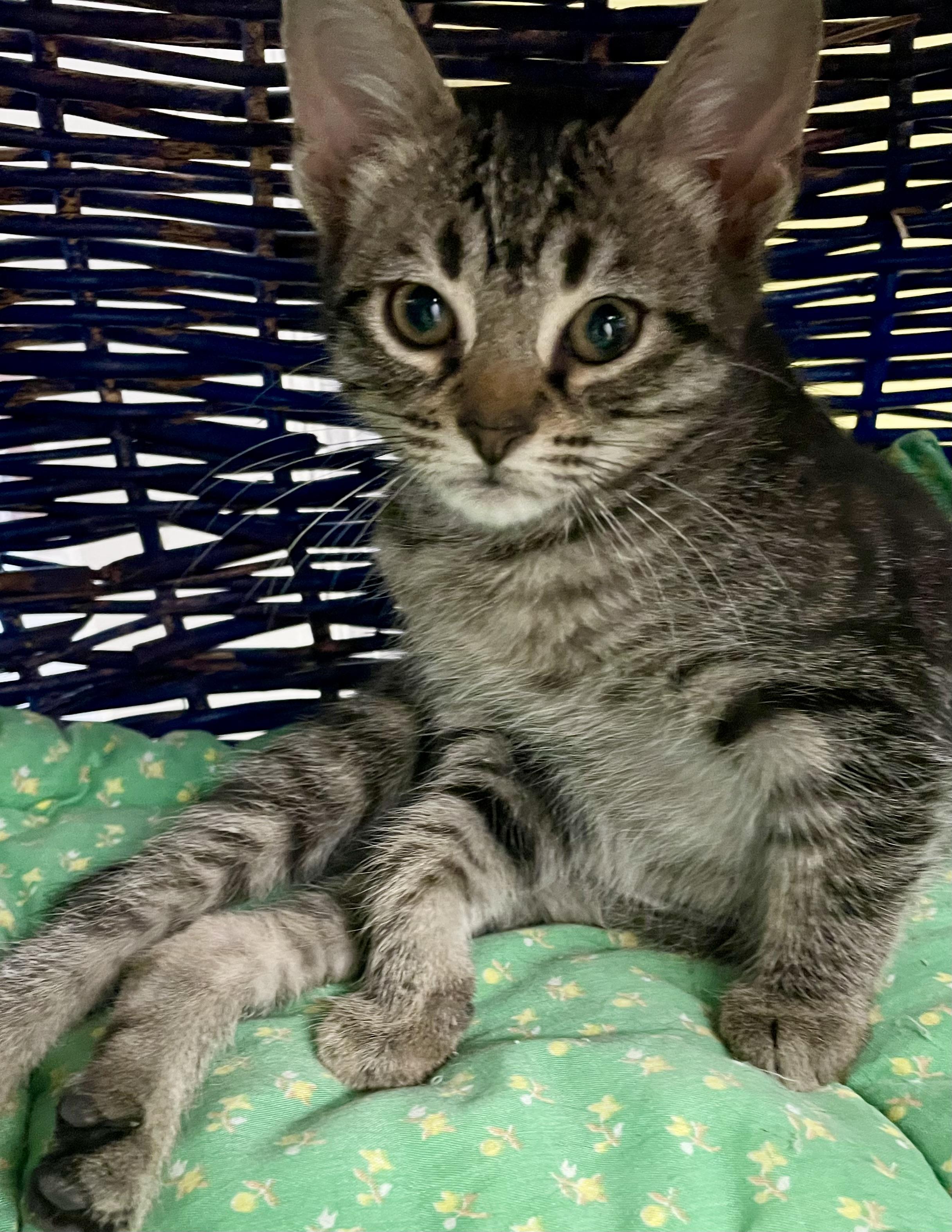 Enlarge Dumpling , a ADOPTABLE Domestic Short Hair in Fernandina Beach, FL image 1/3