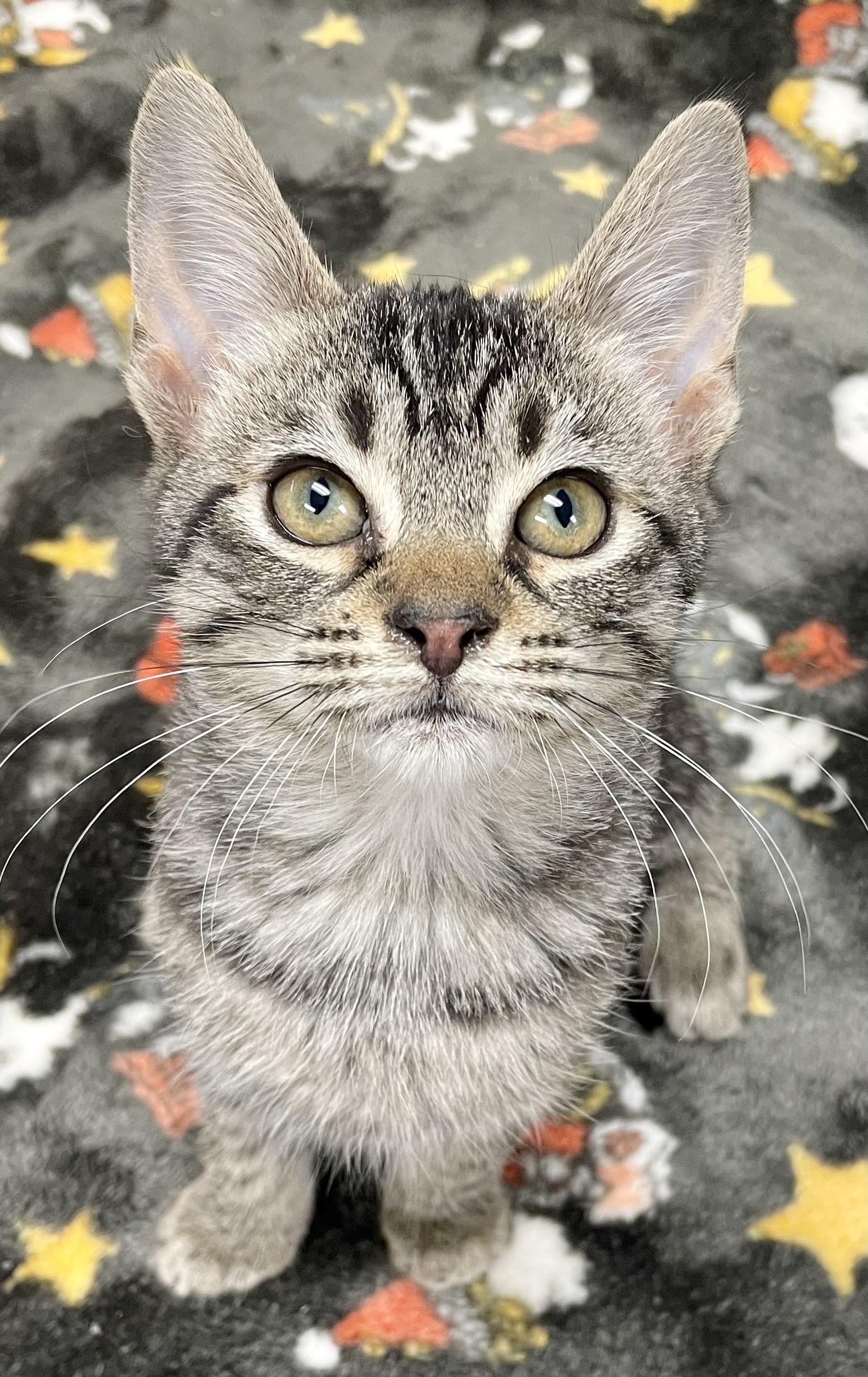 Dumpling , an adopted Domestic Short Hair in Fernandina Beach, FL image 1/5