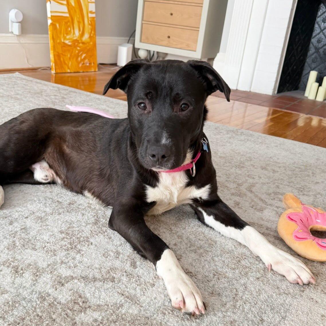 Enlarge Tigger, a Adoptable Mixed Breed in Hopkinton, MA image 3/6