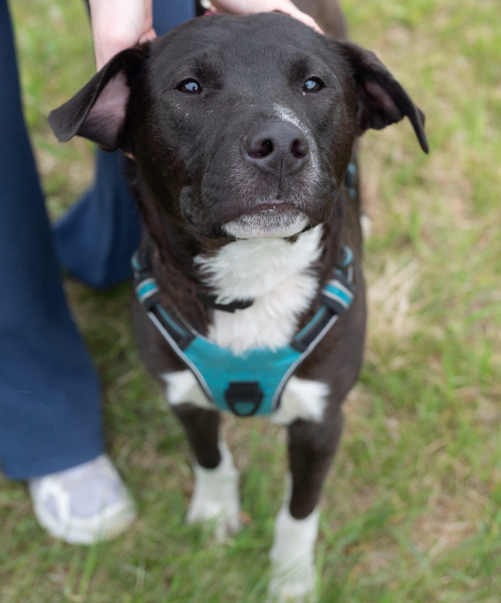 Tigger, a Adoptable Mixed Breed in Hopkinton, MA image 2/6