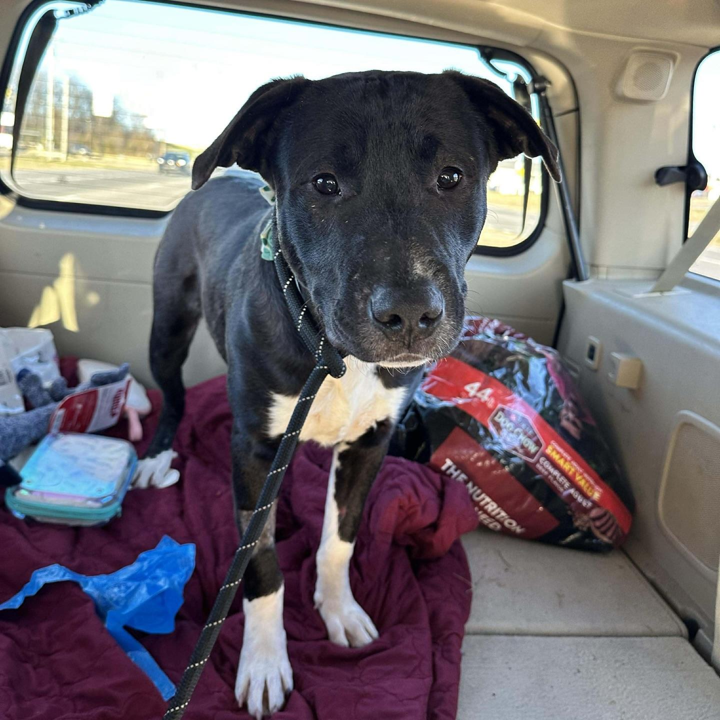 Tigger, Adoptable, Young Male Mixed Breed.