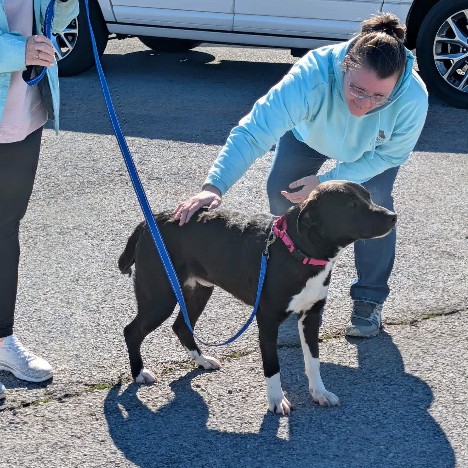 Enlarge Tigger, a Adoptable Mixed Breed in Hopkinton, MA image 4/6