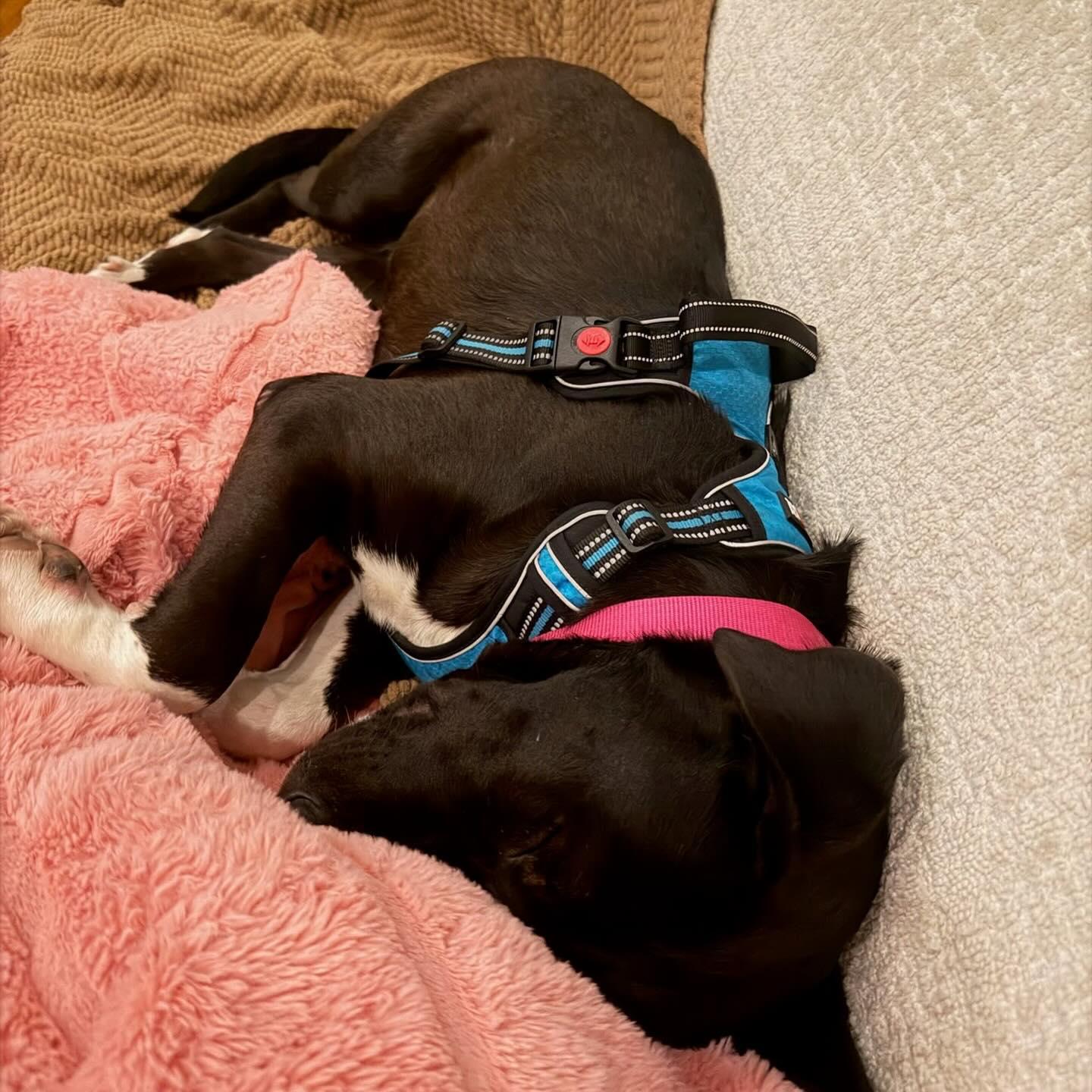 Enlarge Tigger, a Adoptable Mixed Breed in Hopkinton, MA image 2/6