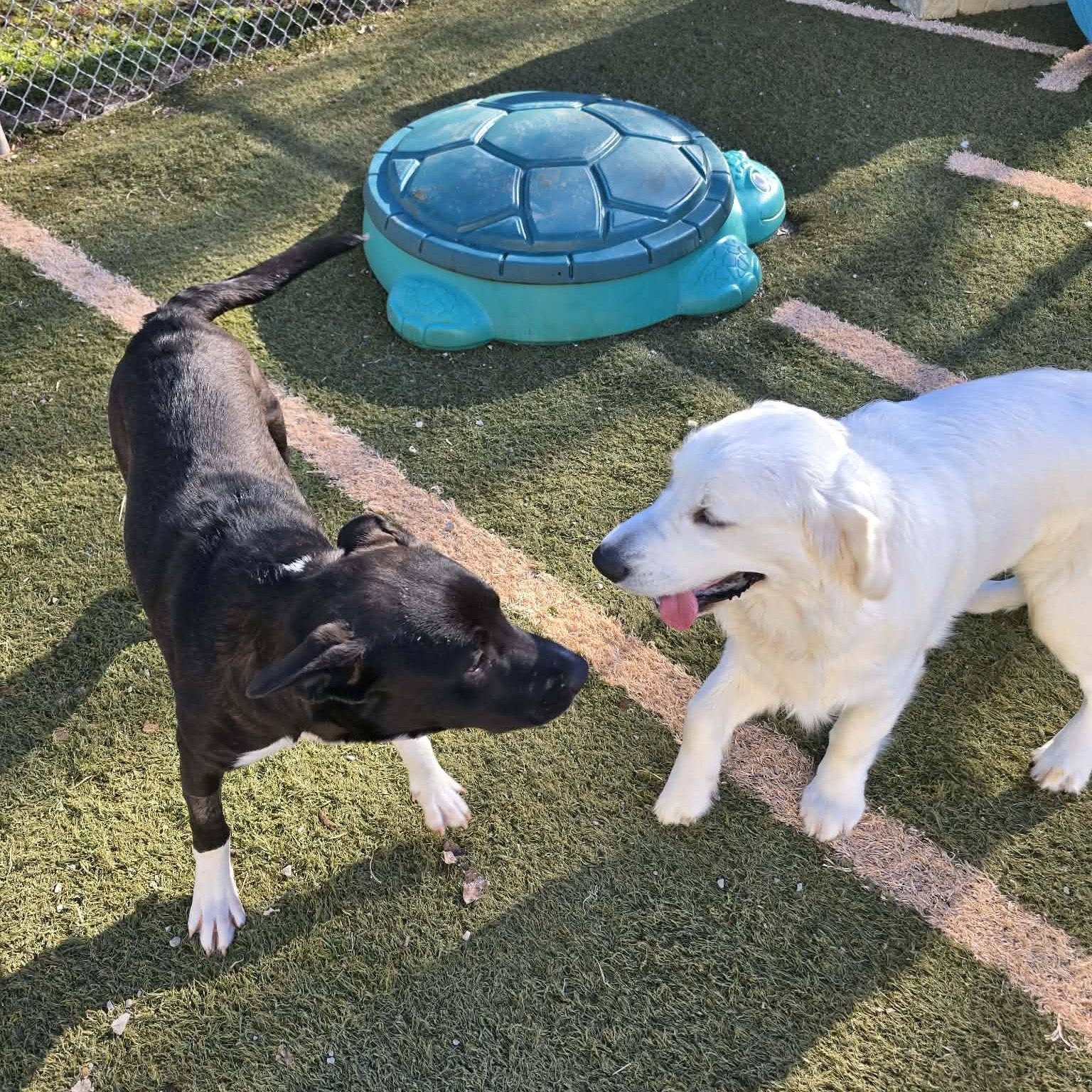 Enlarge Tigger, a Adoptable Mixed Breed in Hopkinton, MA image 5/6