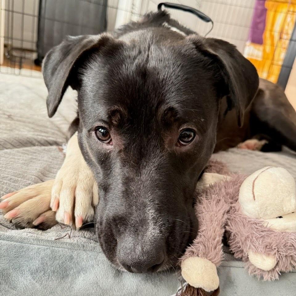 Enlarge Tigger, a Adoptable Mixed Breed in Hopkinton, MA image 6/6