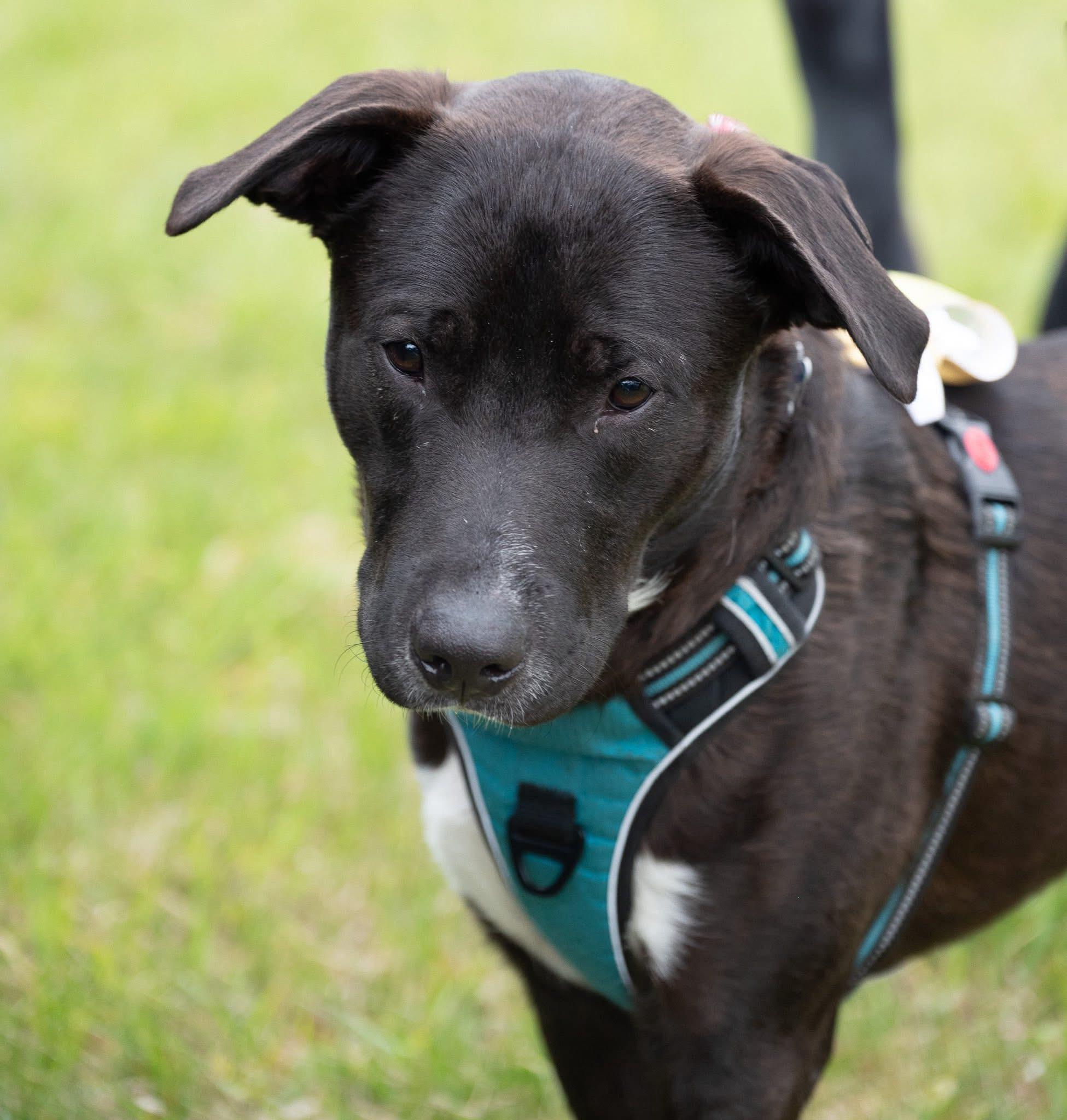 Tigger, Adoptable, Young Male Mixed Breed.