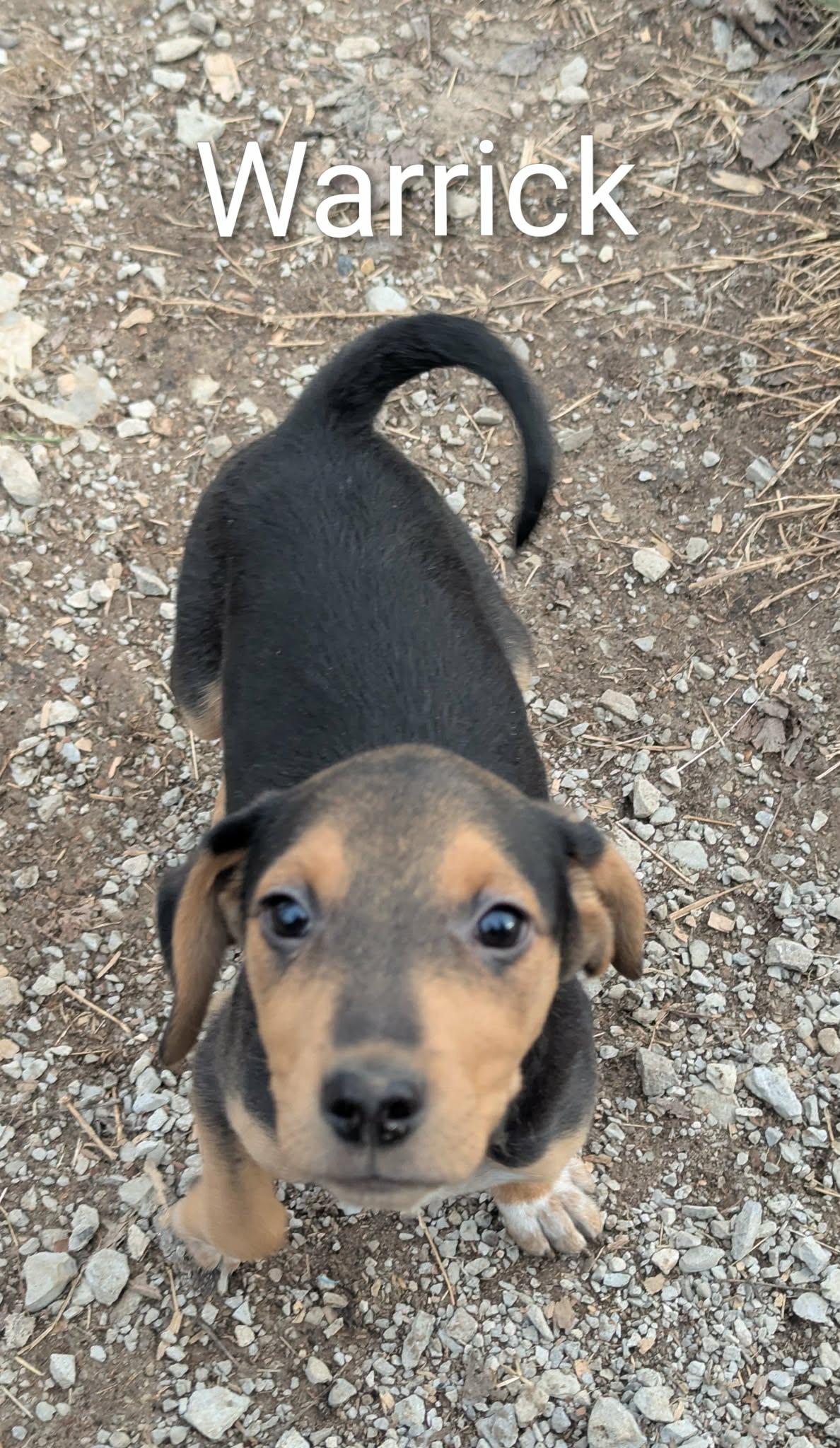 Warrick, a ADOPTABLE mixed breed in Cookeville, TN image 3/5