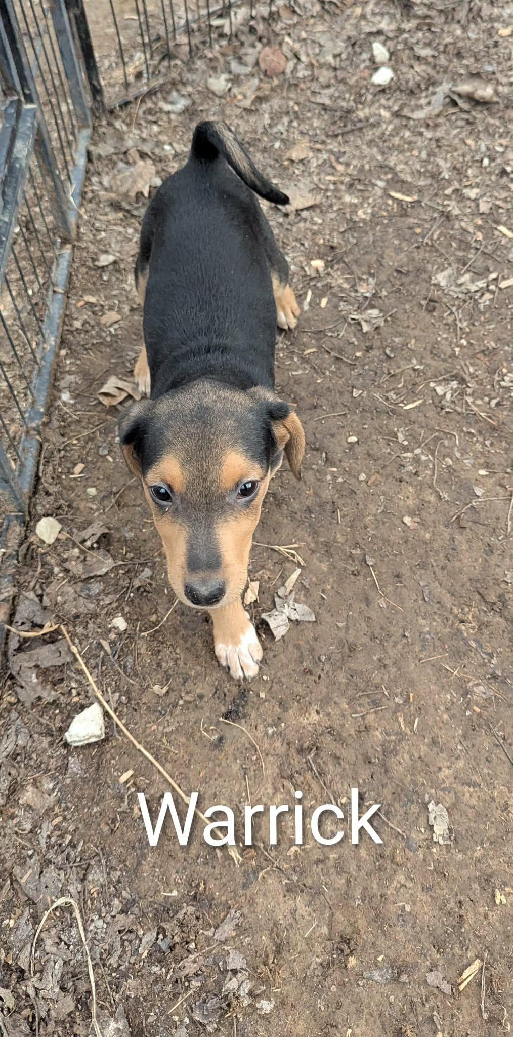 Warrick, a ADOPTABLE mixed breed in Cookeville, TN image 4/5