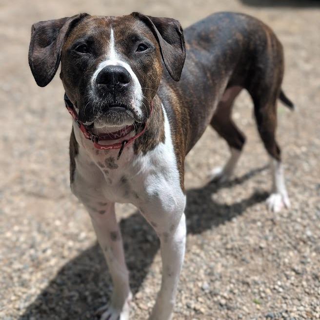 Nova, a Adoptable mixed breed in West Olive, MI image 1/5