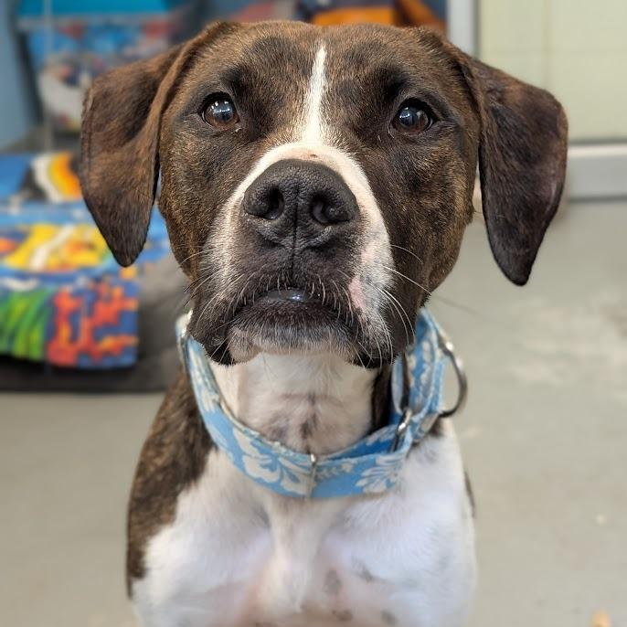 Nova, a Adoptable mixed breed in West Olive, MI image 2/5
