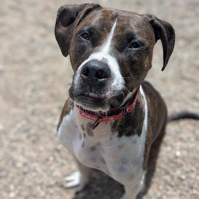 Nova, a Adoptable mixed breed in West Olive, MI image 3/5