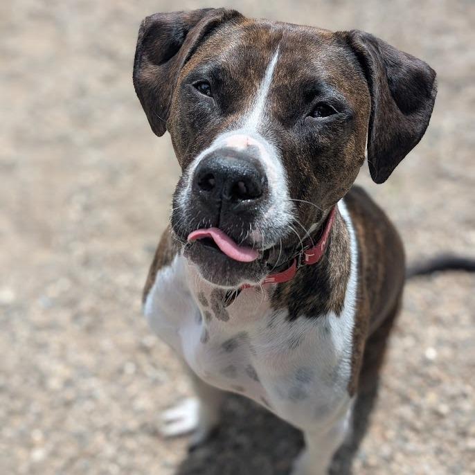 Nova, a Adoptable mixed breed in West Olive, MI image 4/5