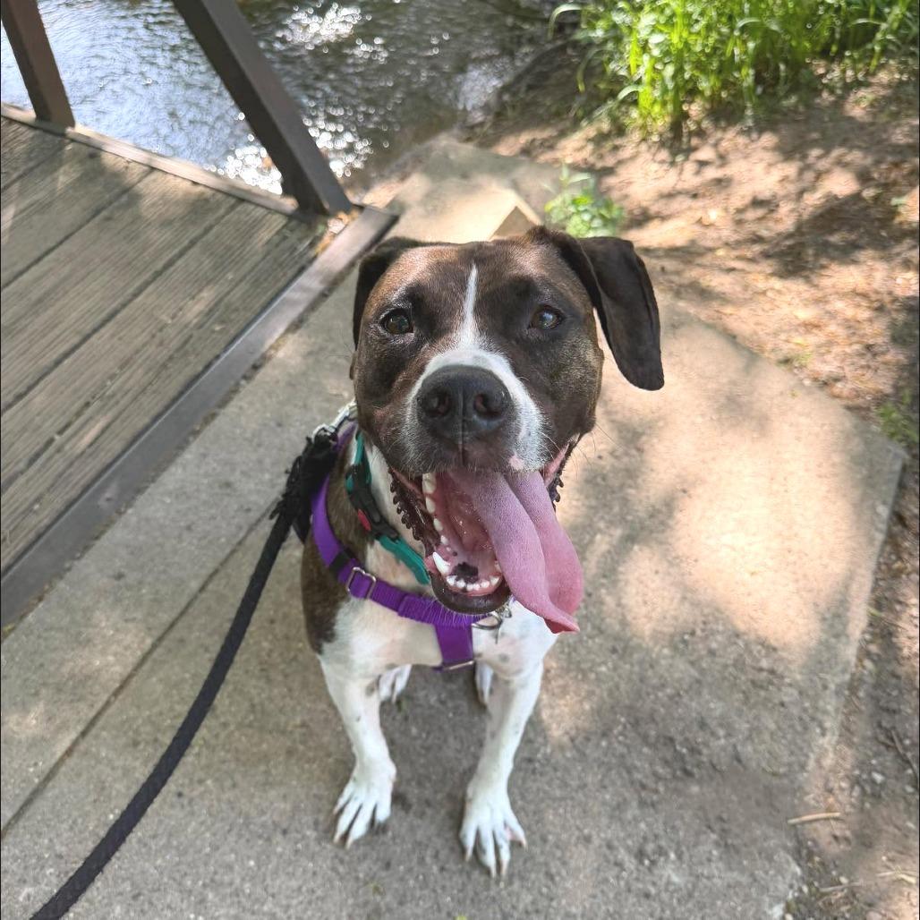 Nova, a Adoptable mixed breed in West Olive, MI image 5/5