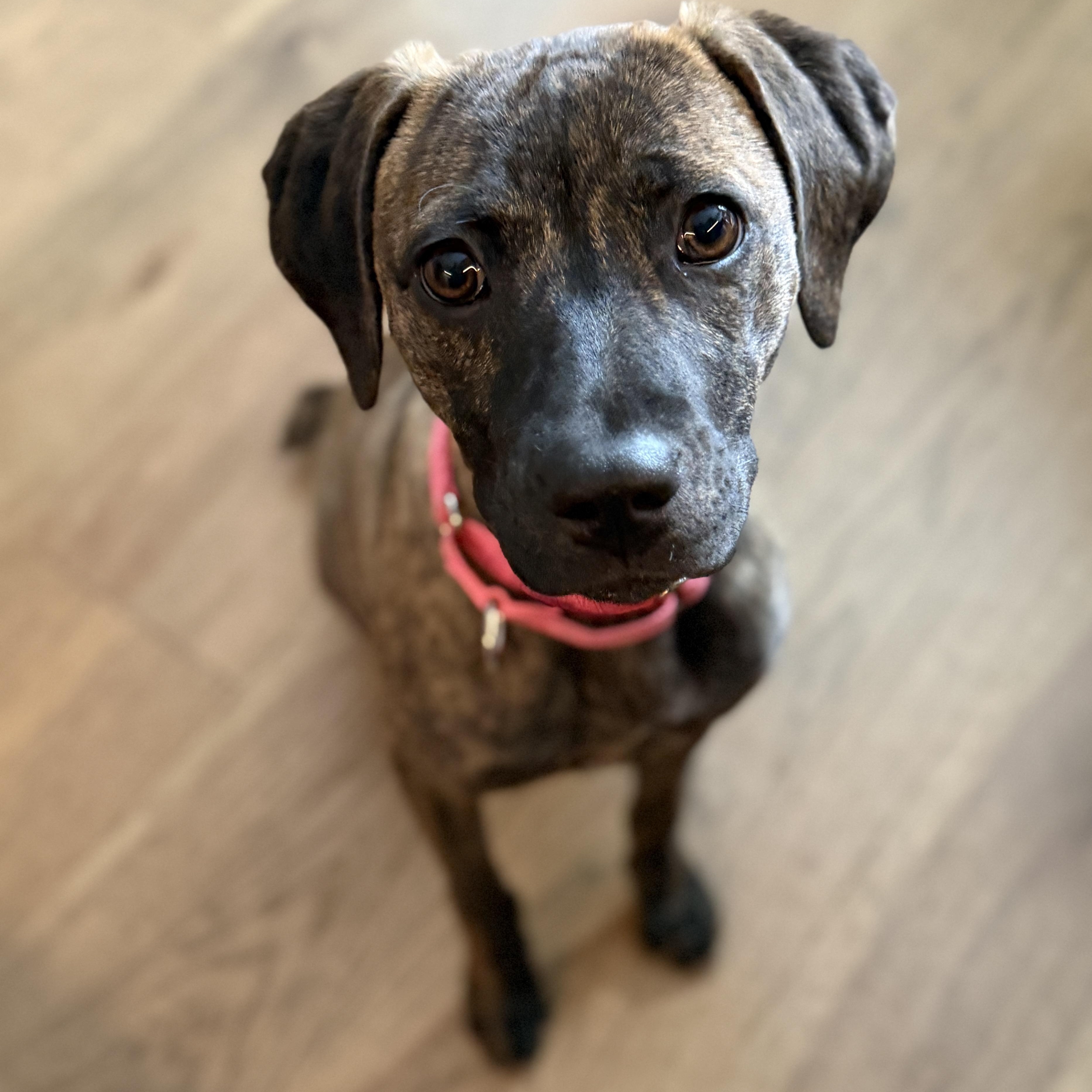 Nyla, a Adoptable mixed breed in Bernardsville, NJ image 3/6