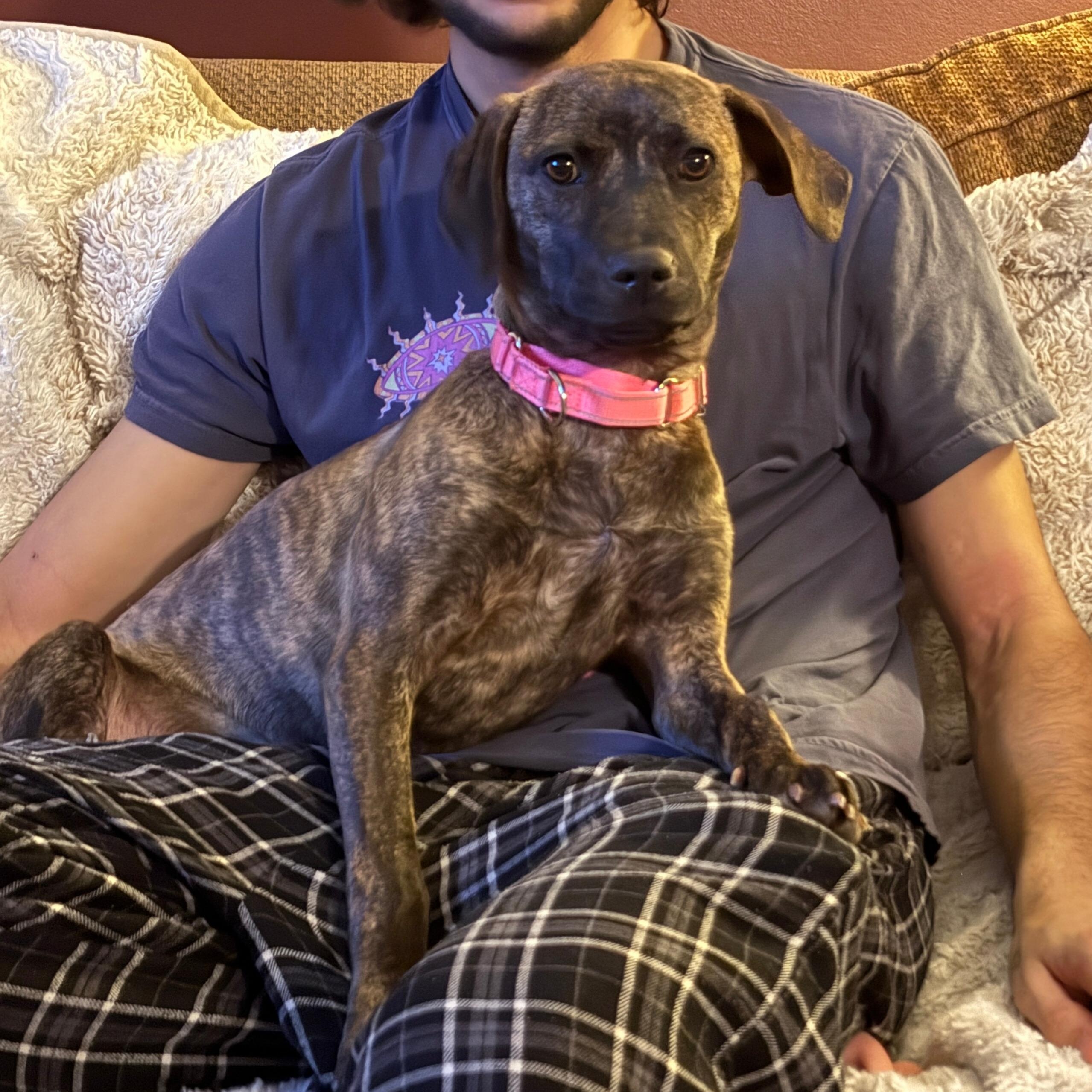 Nyla, a Adoptable mixed breed in Bernardsville, NJ image 2/6