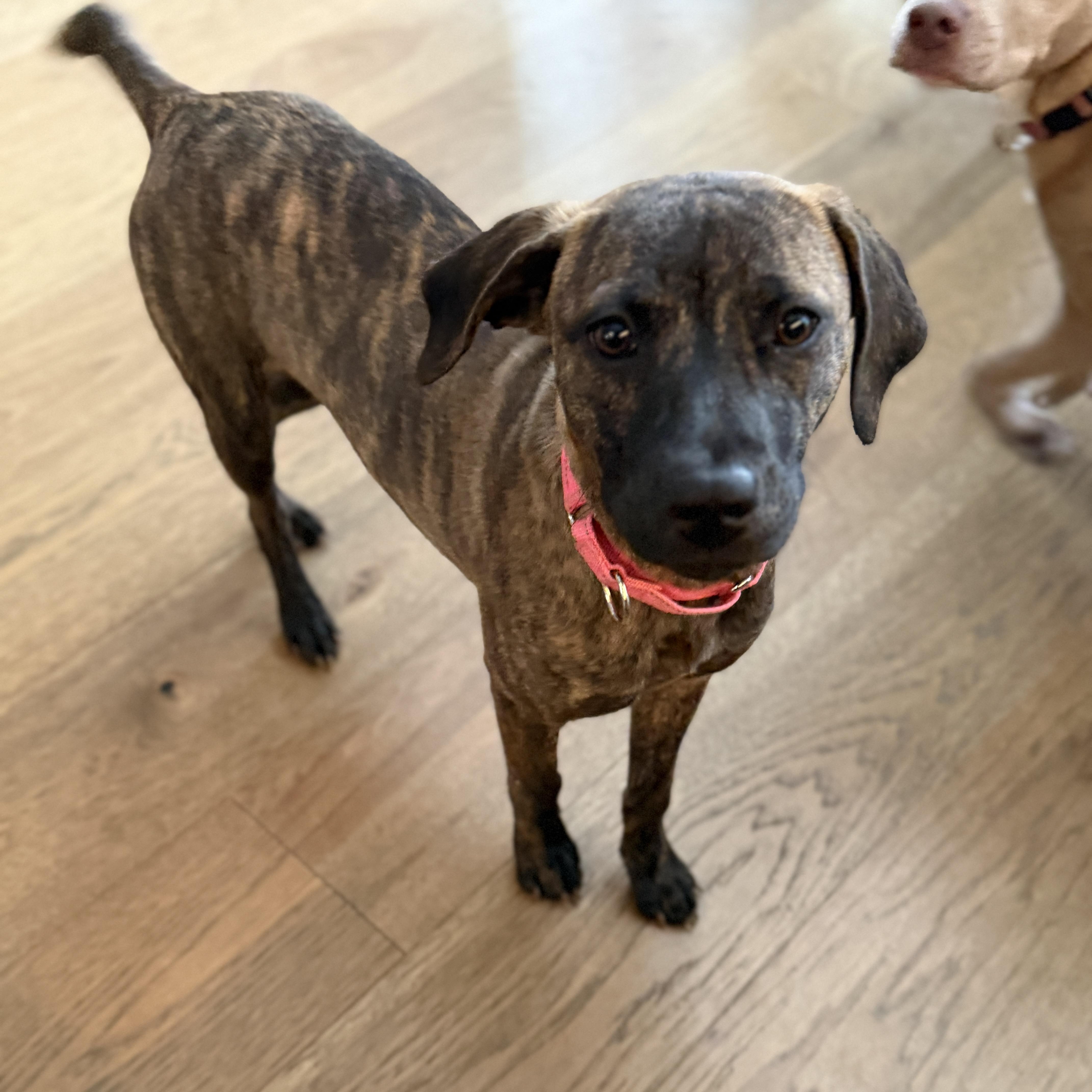 Nyla, a Adoptable mixed breed in Bernardsville, NJ image 5/6