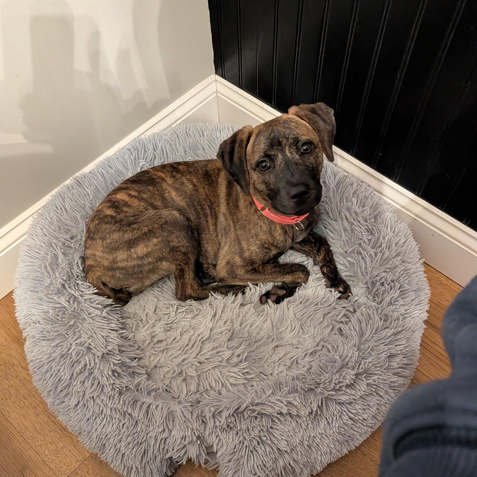 Nyla, Adoptable, Puppy Female Beagle & Whippet.