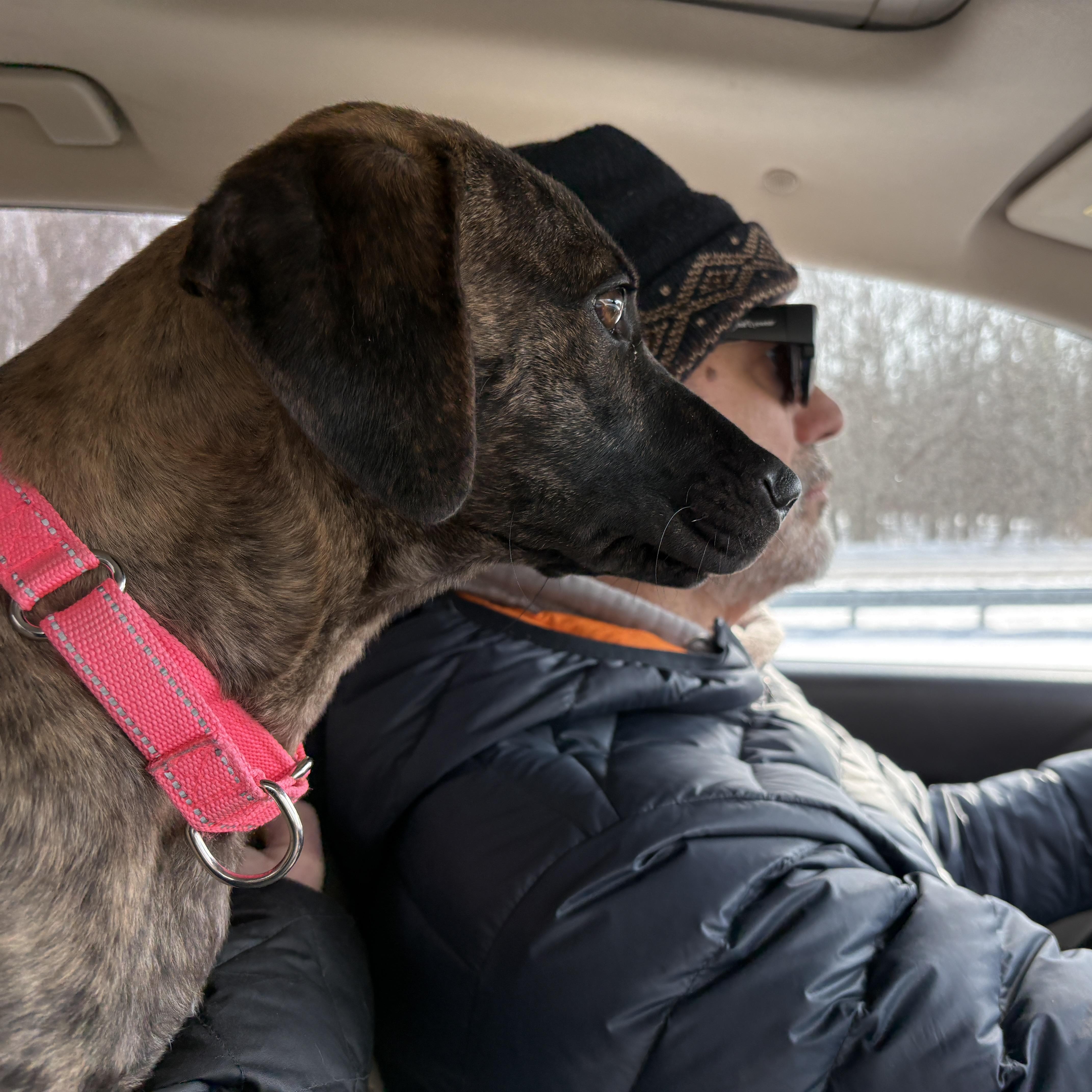 Nyla, a Adoptable mixed breed in Bernardsville, NJ image 6/6