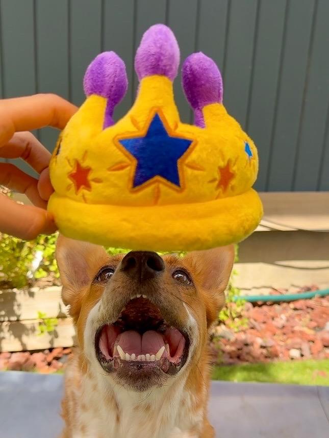 Gus The King photo 1