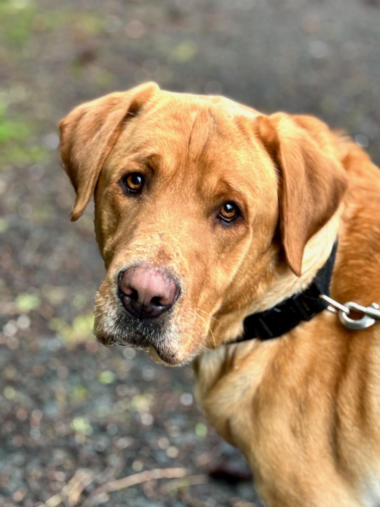 Brick, ADOPTABLE, Adult Male Labrador Retriever.