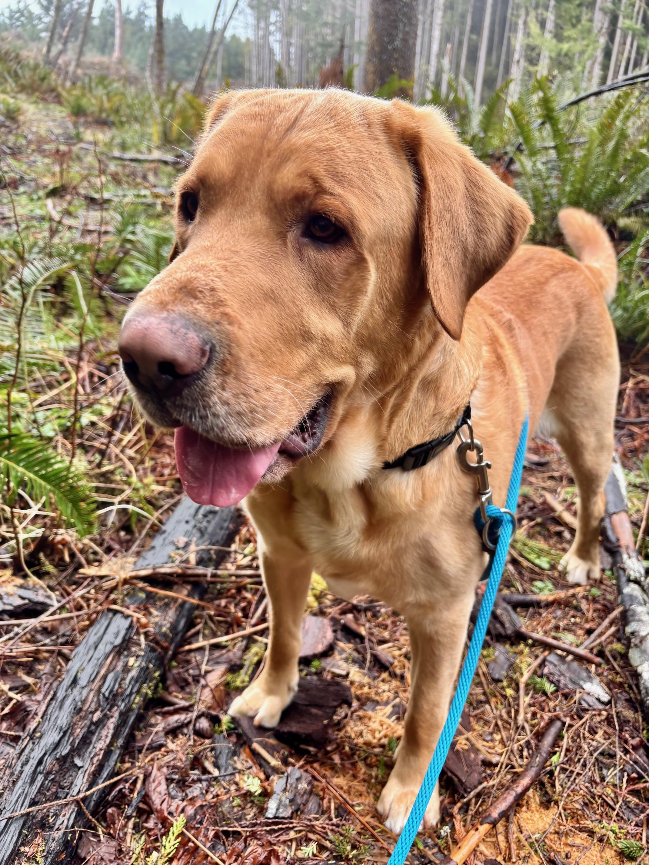 Enlarge Brick, a ADOPTABLE Labrador Retriever in Waldport, OR image 3/3