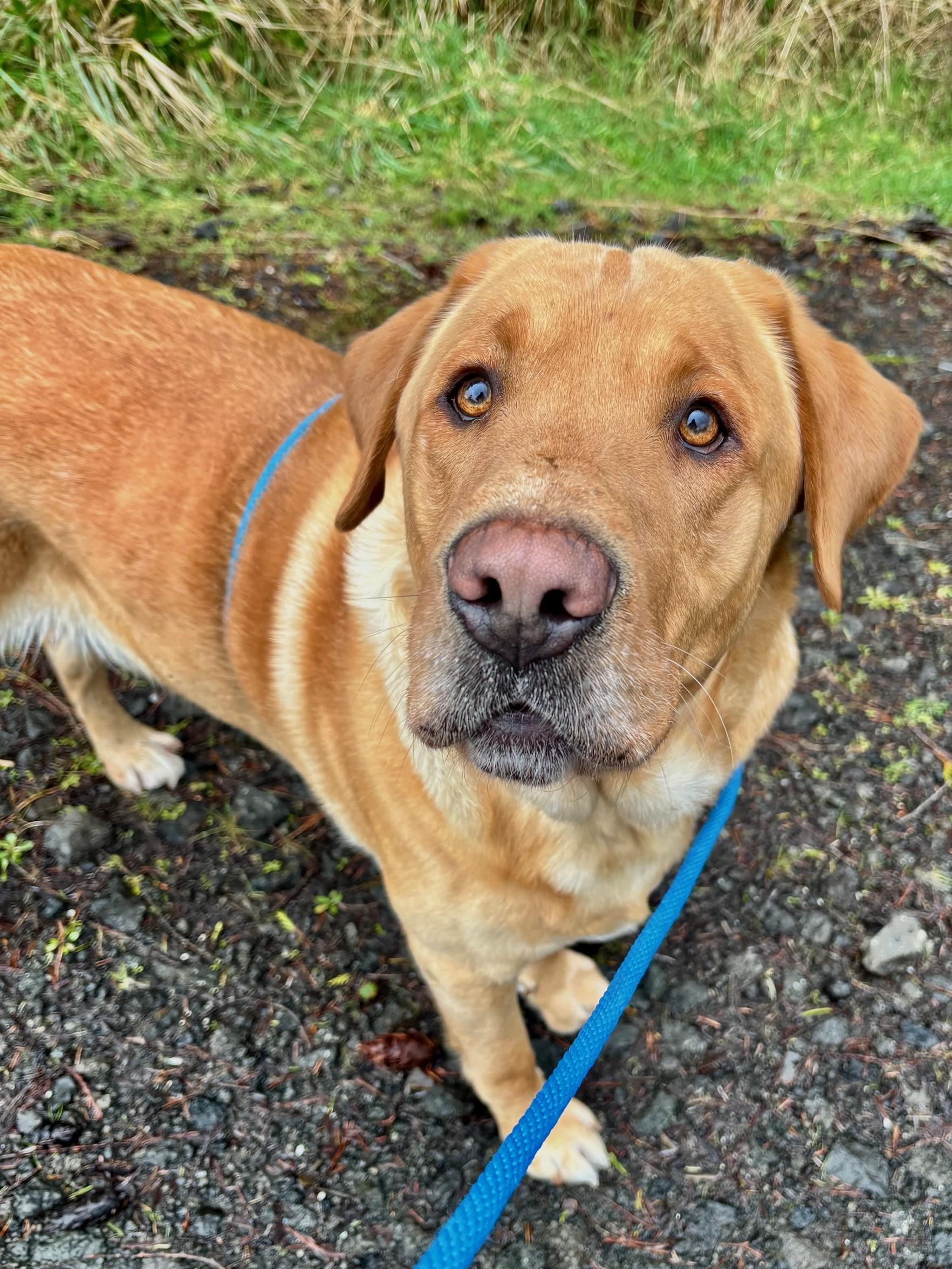 Enlarge Brick, a ADOPTABLE Labrador Retriever in Waldport, OR image 2/3