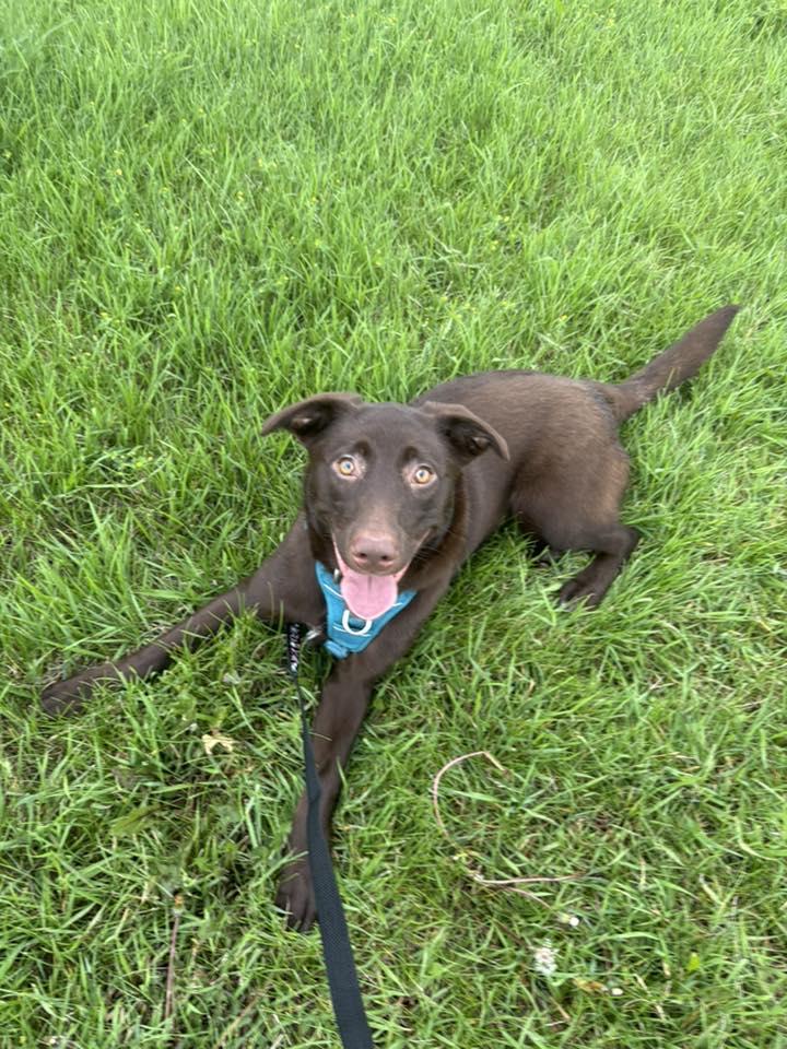 Reese, Adoptable, Young Female Australian Cattle Dog / Blue Heeler & Chocolate Labrador Retriever.