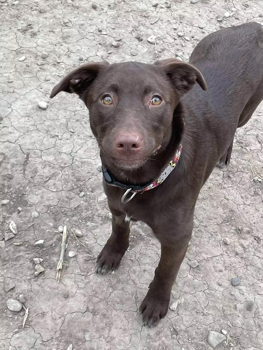 Enlarge Reese, an adopted mixed breed in Calgary, AB image 3/4