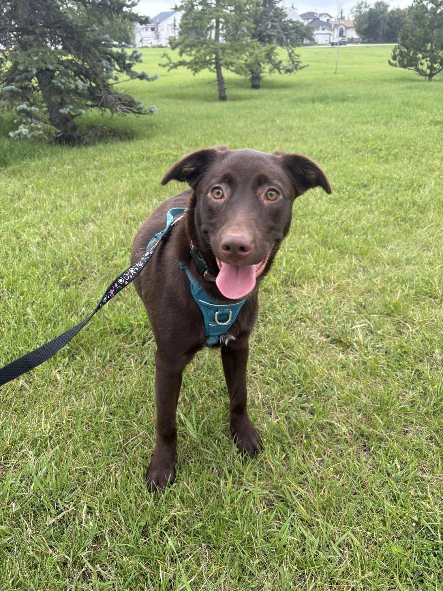 Enlarge Reese, an adopted mixed breed in Calgary, AB image 4/4