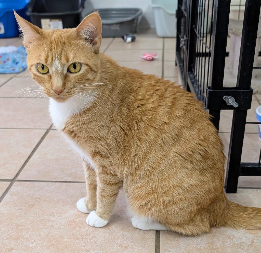 Ireland, Adoptable, Young Female Domestic Short Hair.
