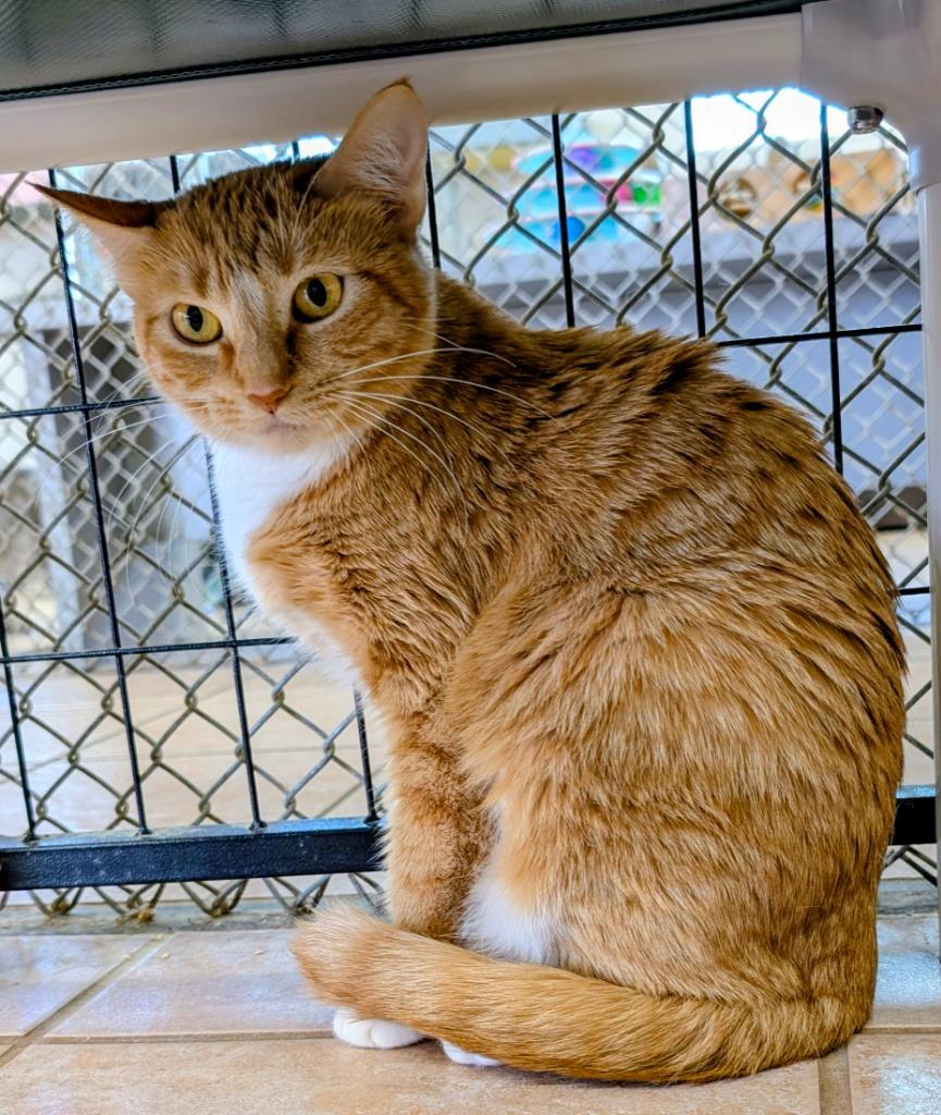 Enlarge Ireland, a Adoptable mixed breed in Peoria, AZ image 2/4
