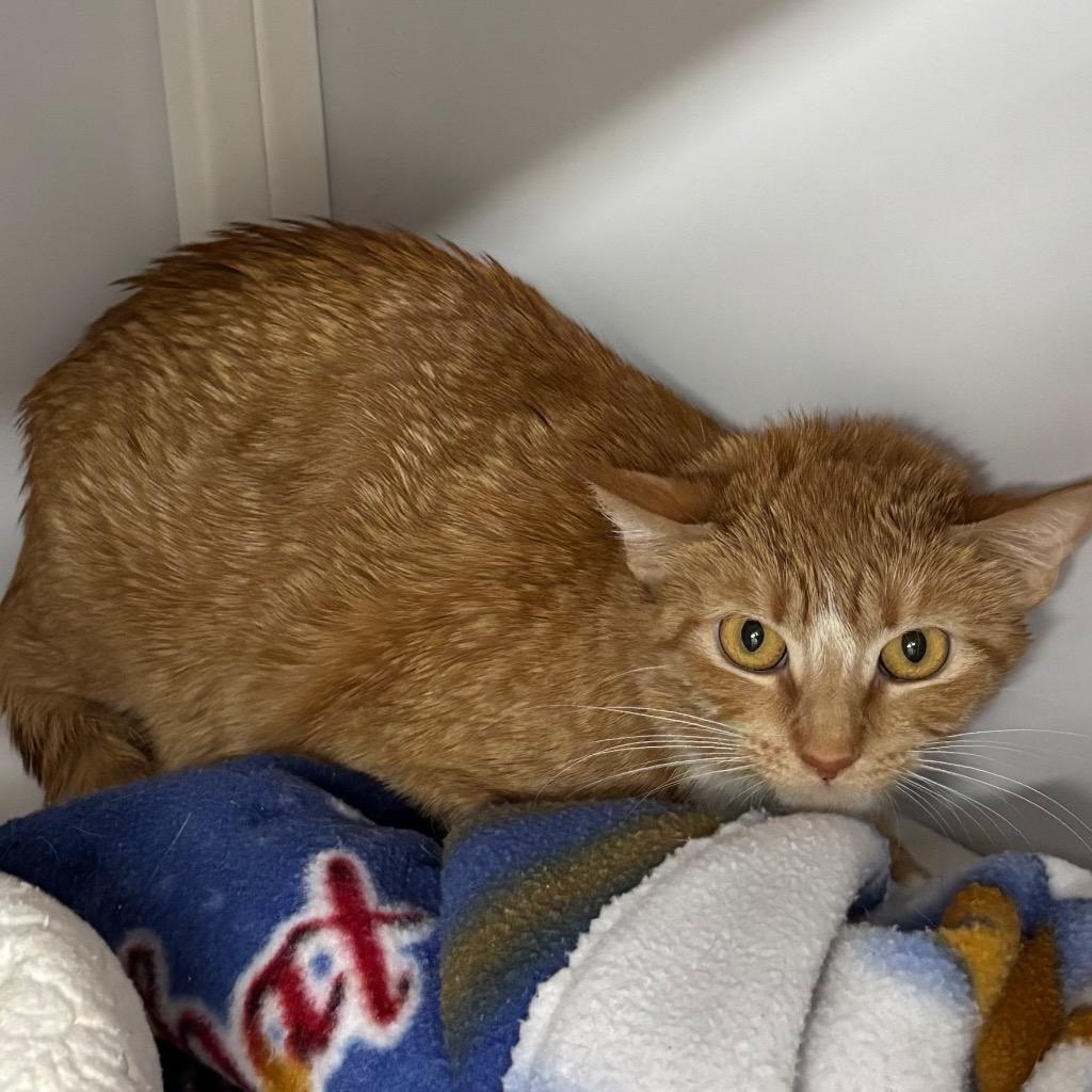 Enlarge Ireland, a Adoptable mixed breed in Peoria, AZ image 3/4