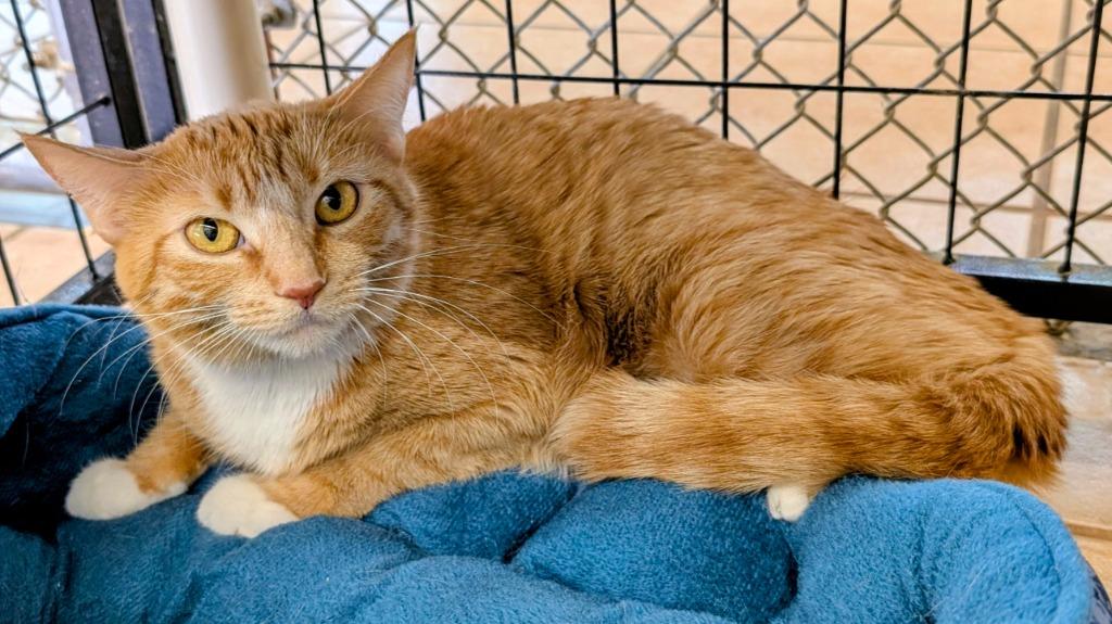 Enlarge Ireland, a Adoptable mixed breed in Peoria, AZ image 4/4