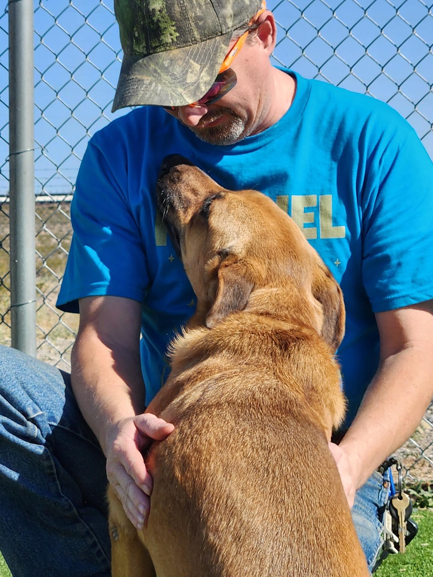 Sonic, Adoptable, Young Male Shepherd.