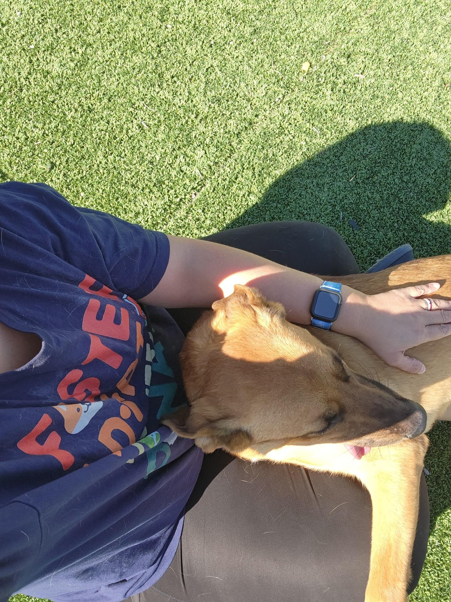 Enlarge Sonic, a Adoptable Shepherd in Truth or Consequences , NM image 3/5