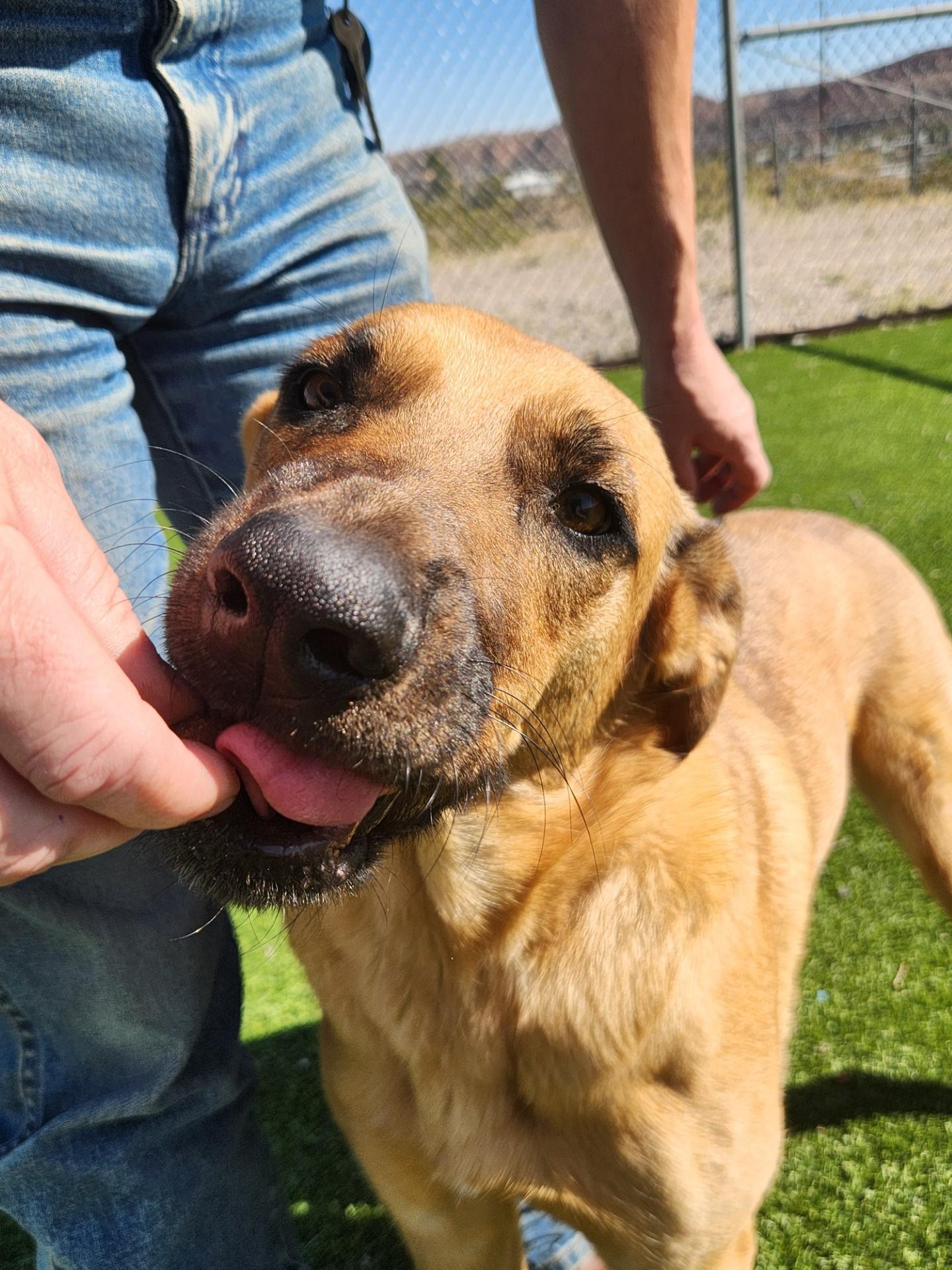 Enlarge Sonic, a Adoptable Shepherd in Truth or Consequences , NM image 4/5