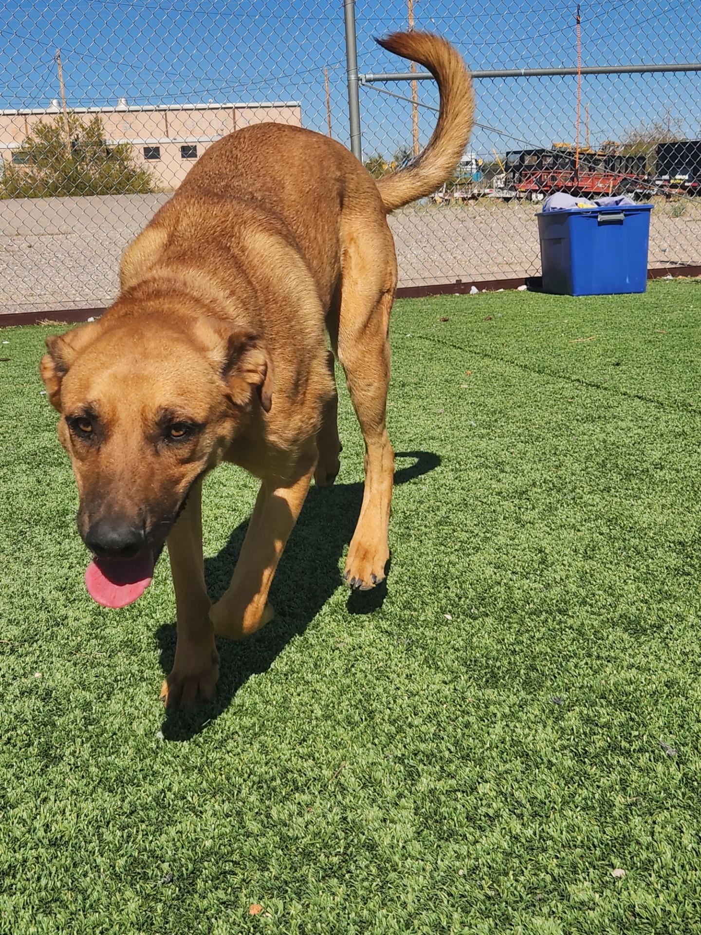 Enlarge Sonic, a Adoptable Shepherd in Truth or Consequences , NM image 5/5