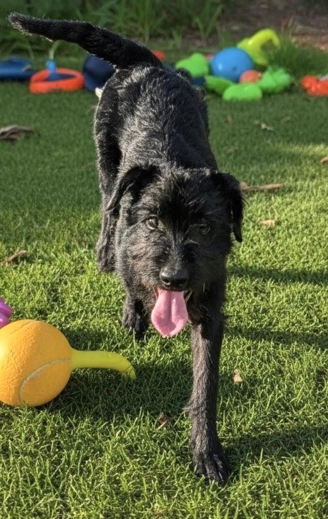 Noelle, Adoptable, Puppy Female Scottish Terrier & Wirehaired Terrier.