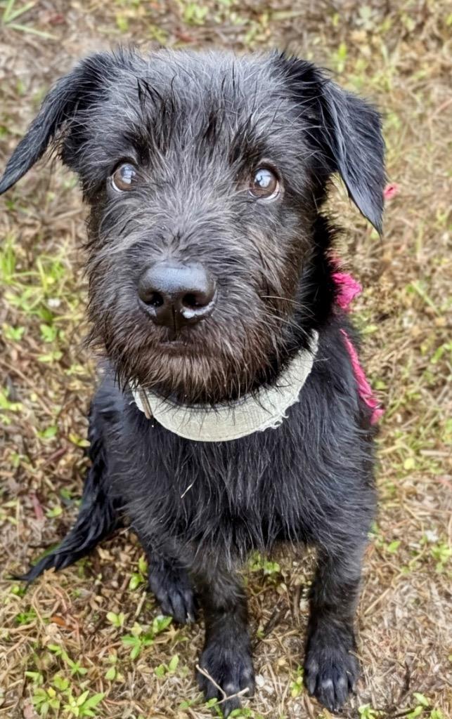 Enlarge Noelle-4 mo Puppy!, a Adoptable mixed breed in Fort Myers, FL image 2/2