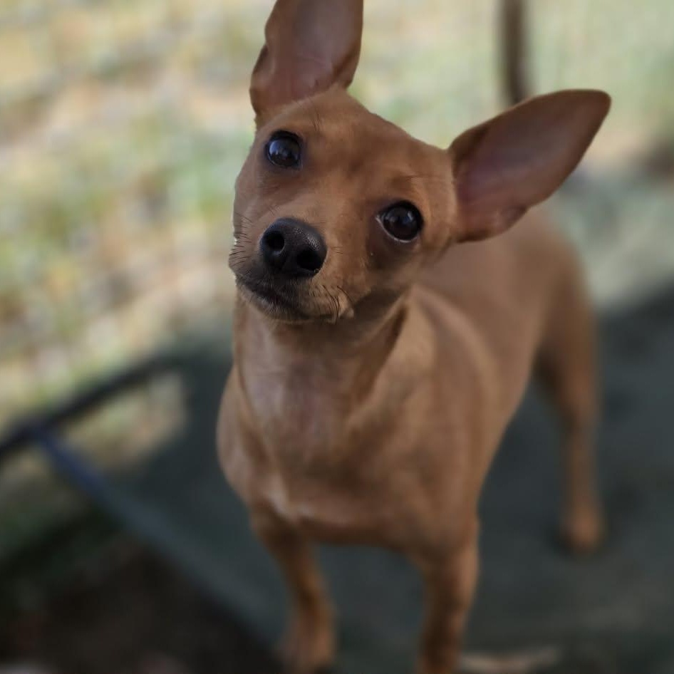 Sophie, adopted, Adult Female Chihuahua.