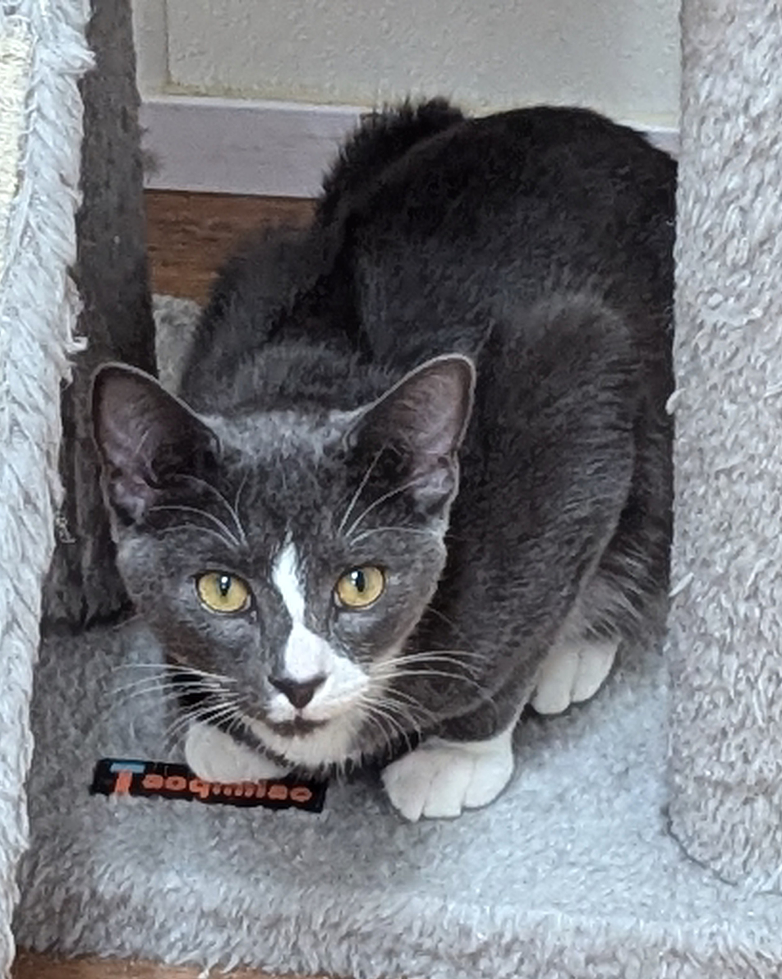 Enlarge Dewey, a Adoptable Domestic Short Hair in Decatur, IL image 2/3