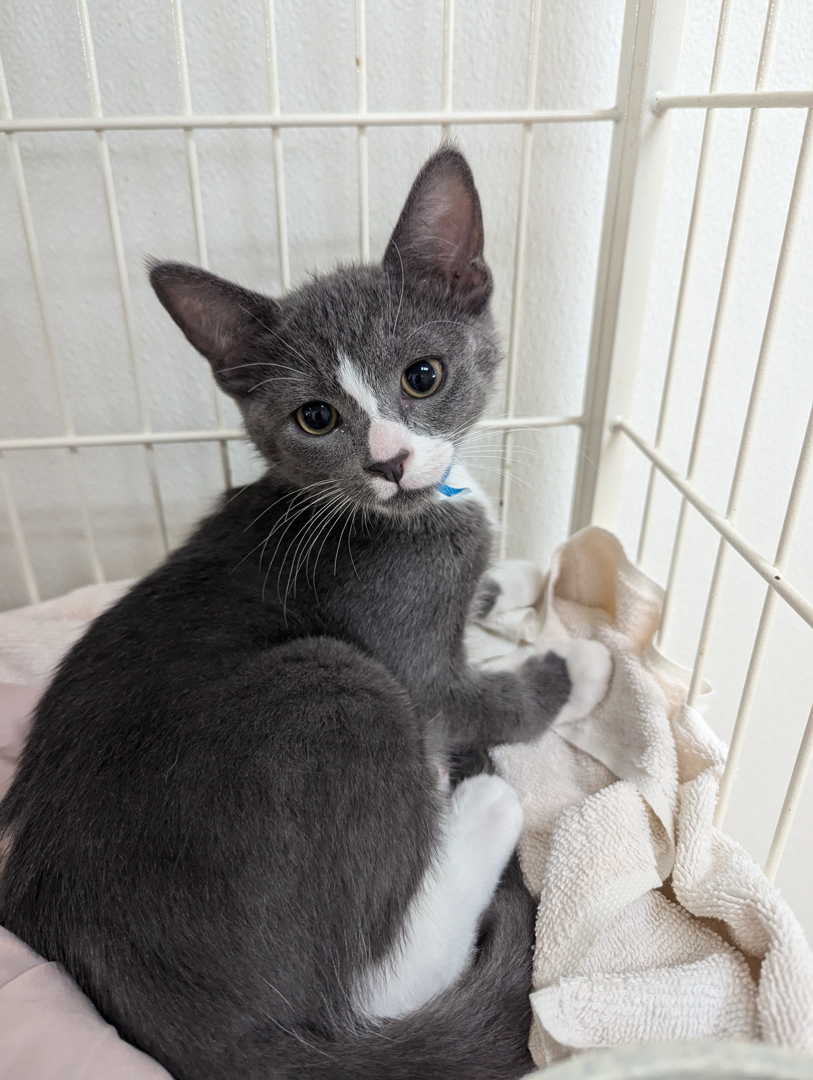 Enlarge Dewey, a Adoptable Domestic Short Hair in Decatur, IL image 3/3